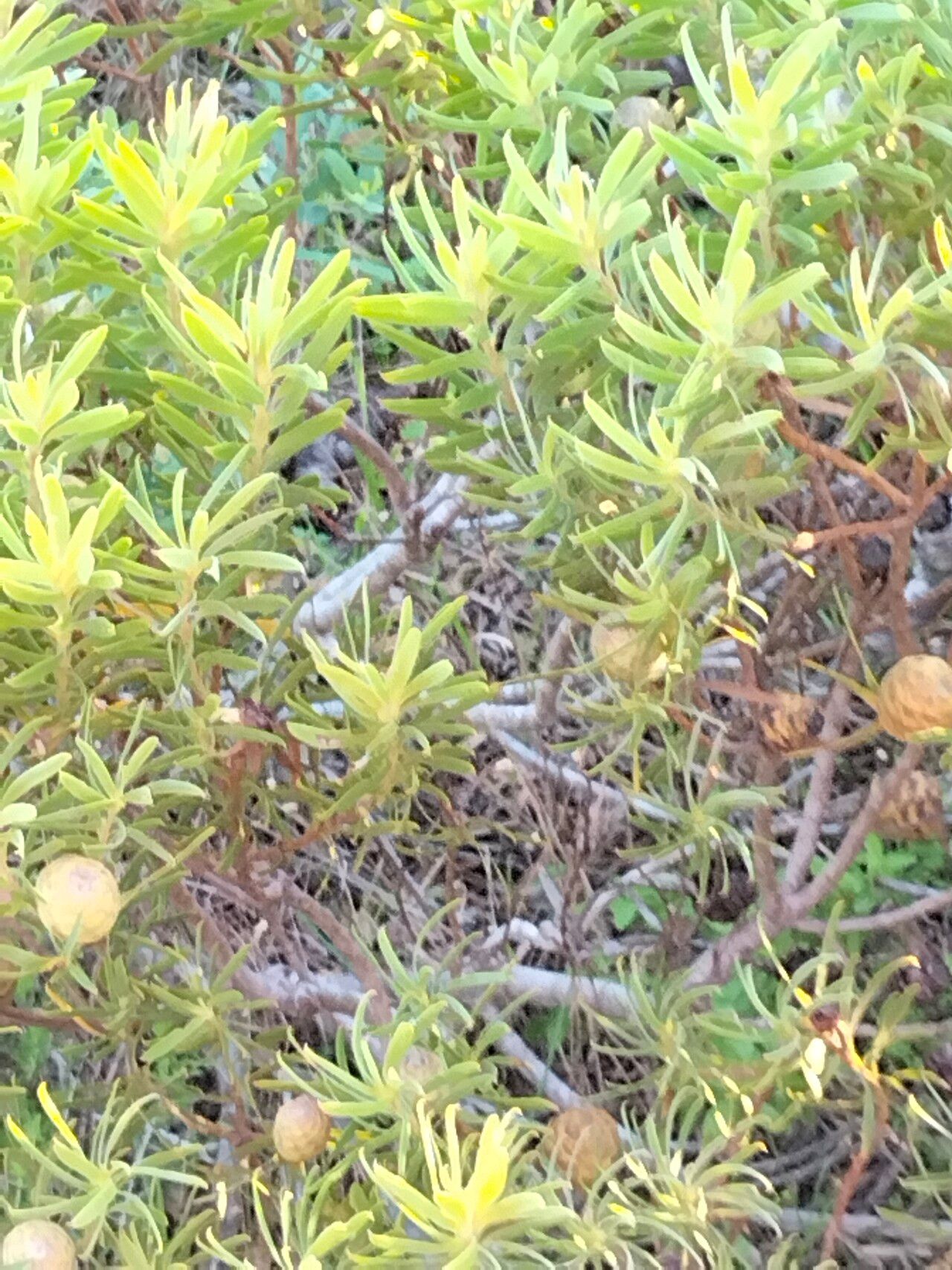 Leucadendron coniferum habit