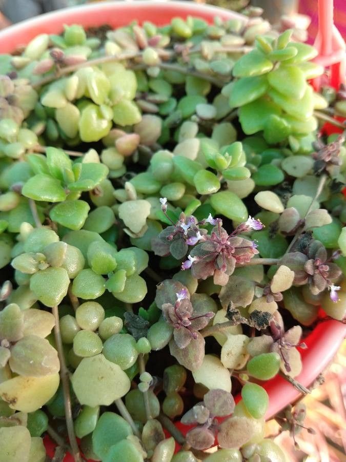 Plectranthus prostratus flower