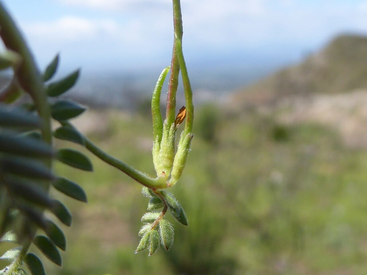Ornithopus compressus fruit