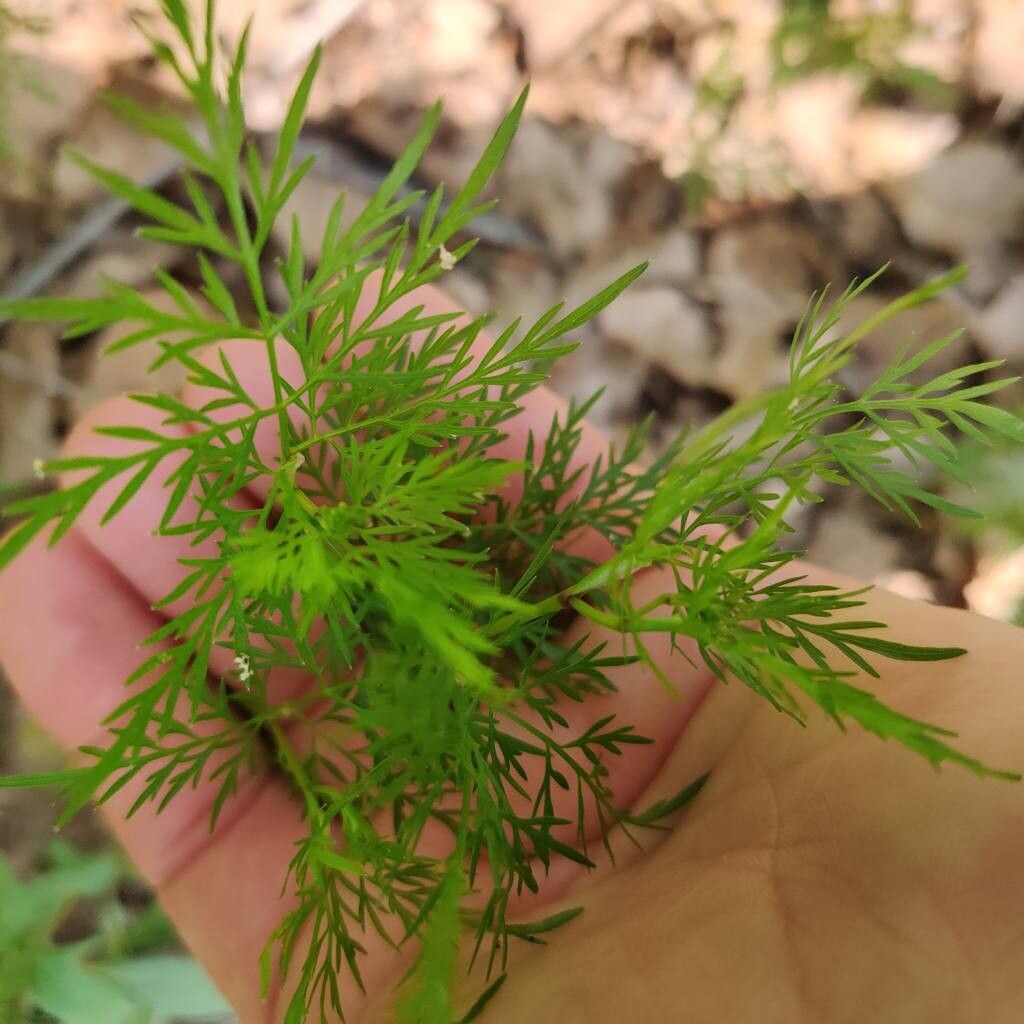 Trepocarpus aethusae — houseplant care guide