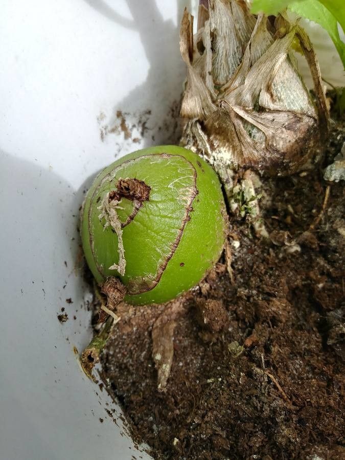 Eulophia graminea other