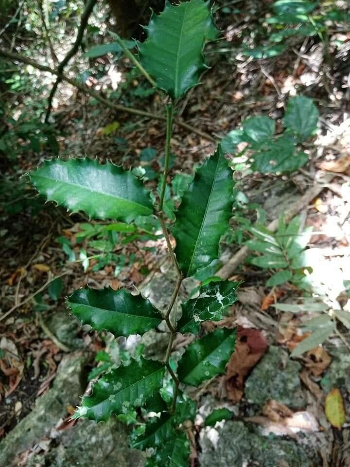 Streblus ilicifolius — related species from the same genus