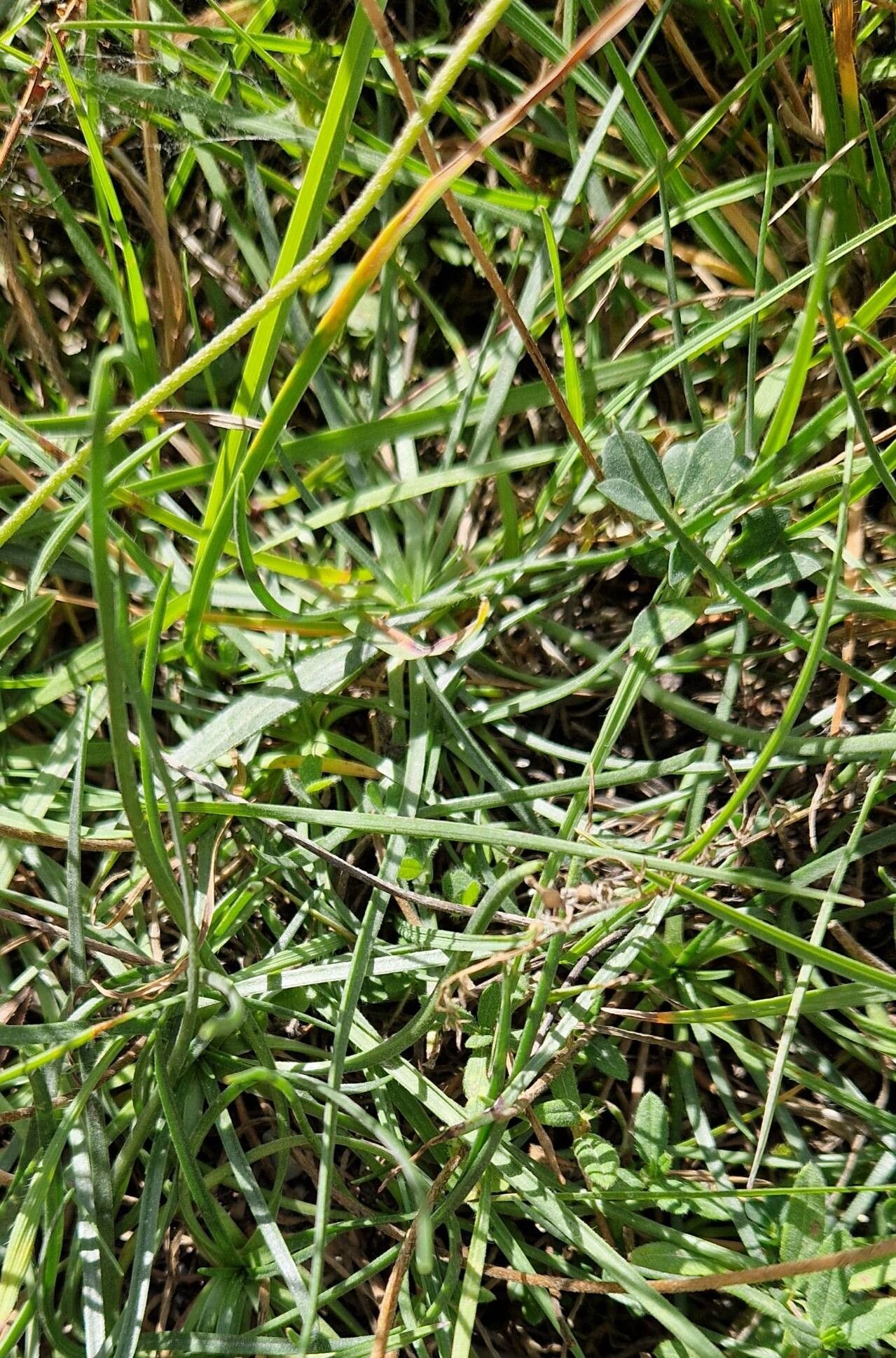 Plantago strictissima leaf
