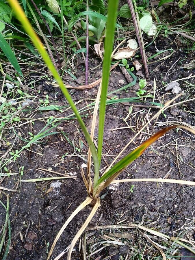 Cyperus difformis — search result for 'Cyperus'