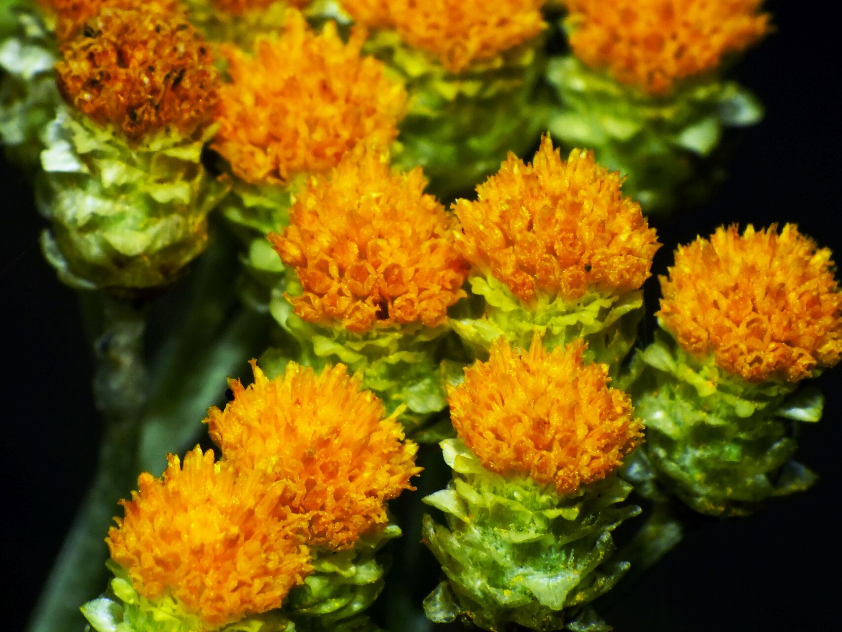 Helichrysum arenarium flower