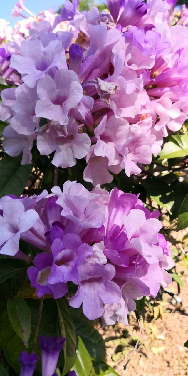 Mansoa alliacea flower