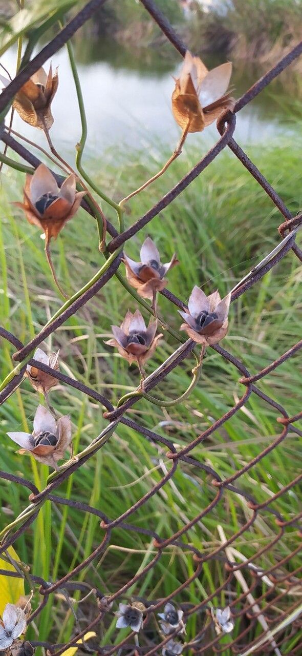 Aniseia martinicensis flower