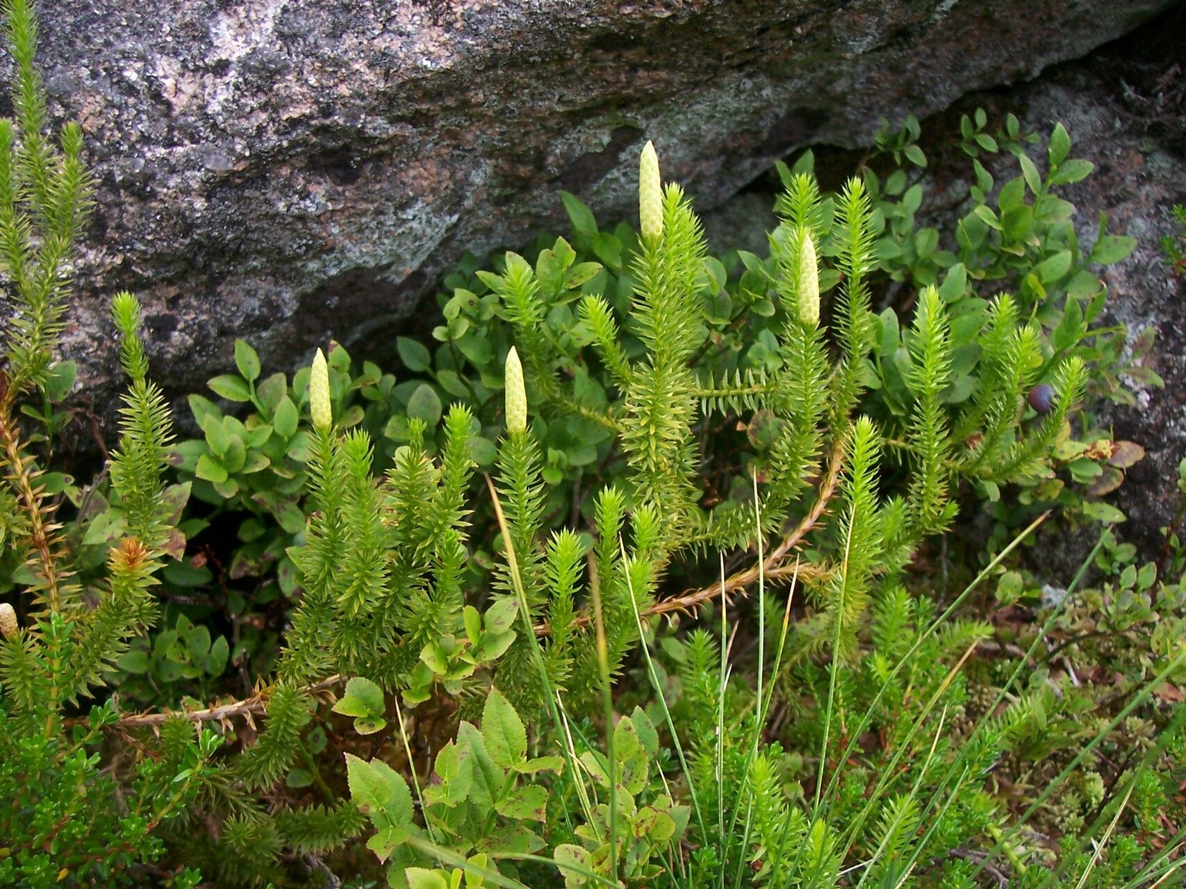 Lycopodium annotinum fruit