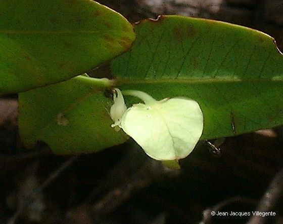 Phyllanthus pindaiensis flower