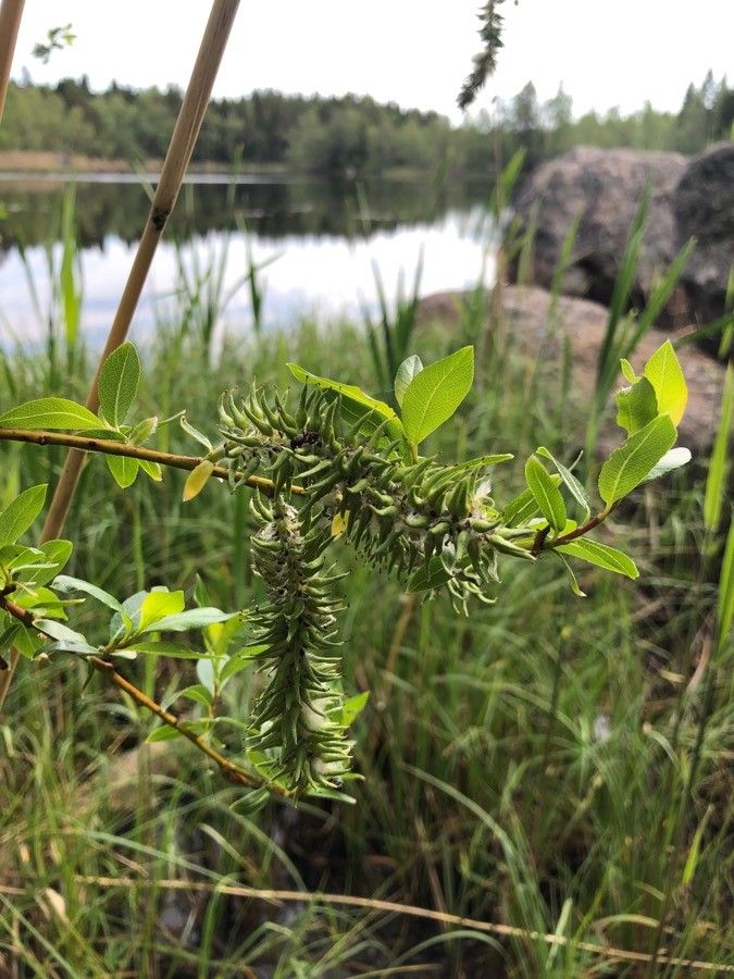 Salix phylicifolia flower