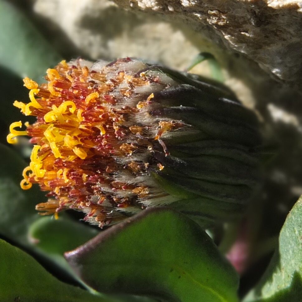 Senecio algens flower