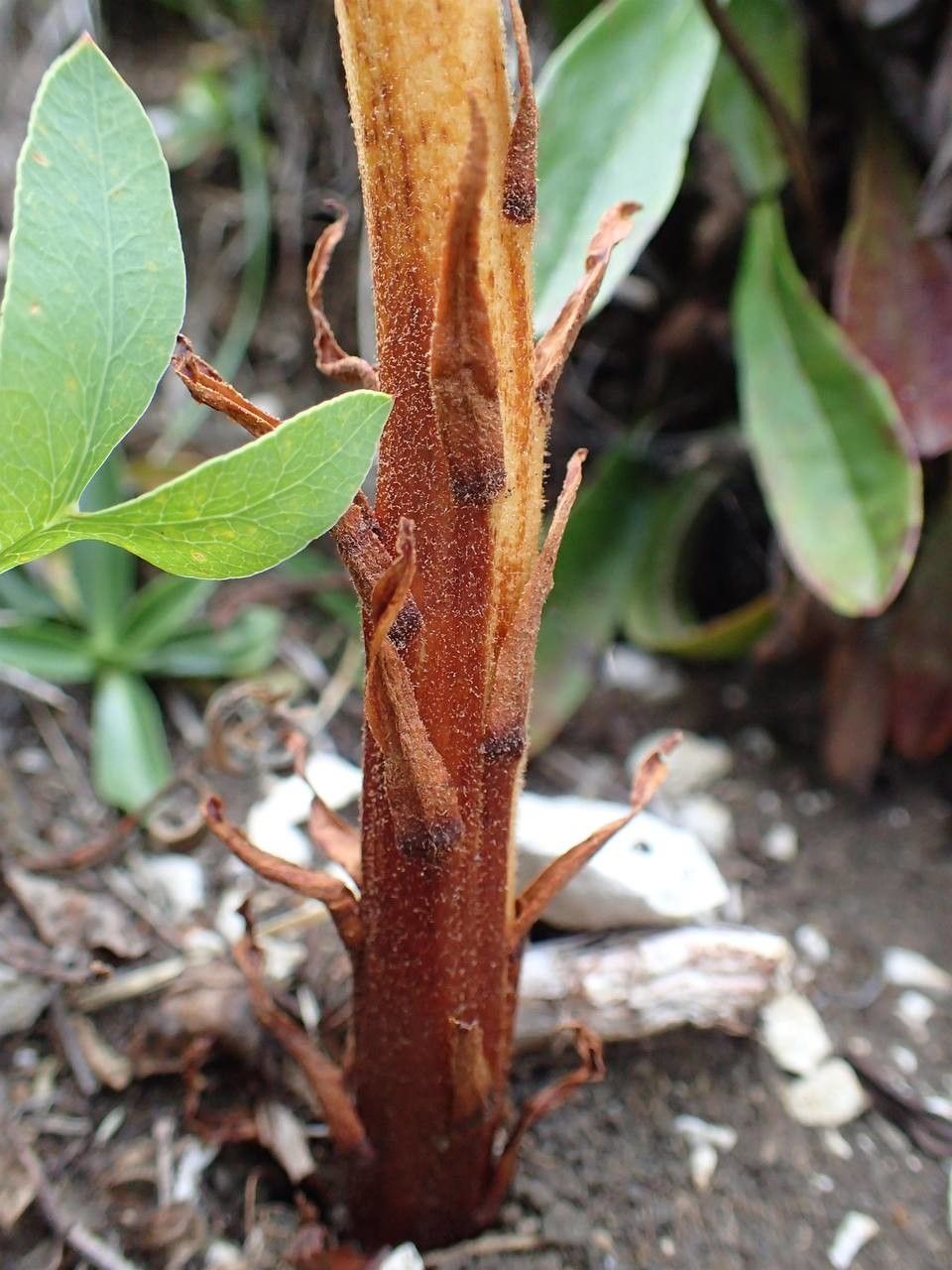 Orobanche laserpitii-sileris bark