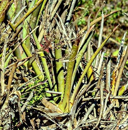 Hippeastrum morelianum — search result for 'Hippeastrum'