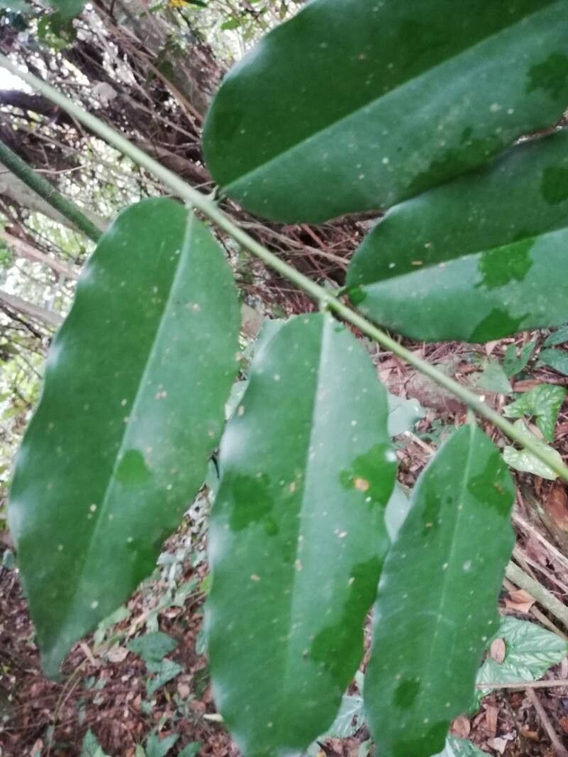 Garcinia punctata leaf