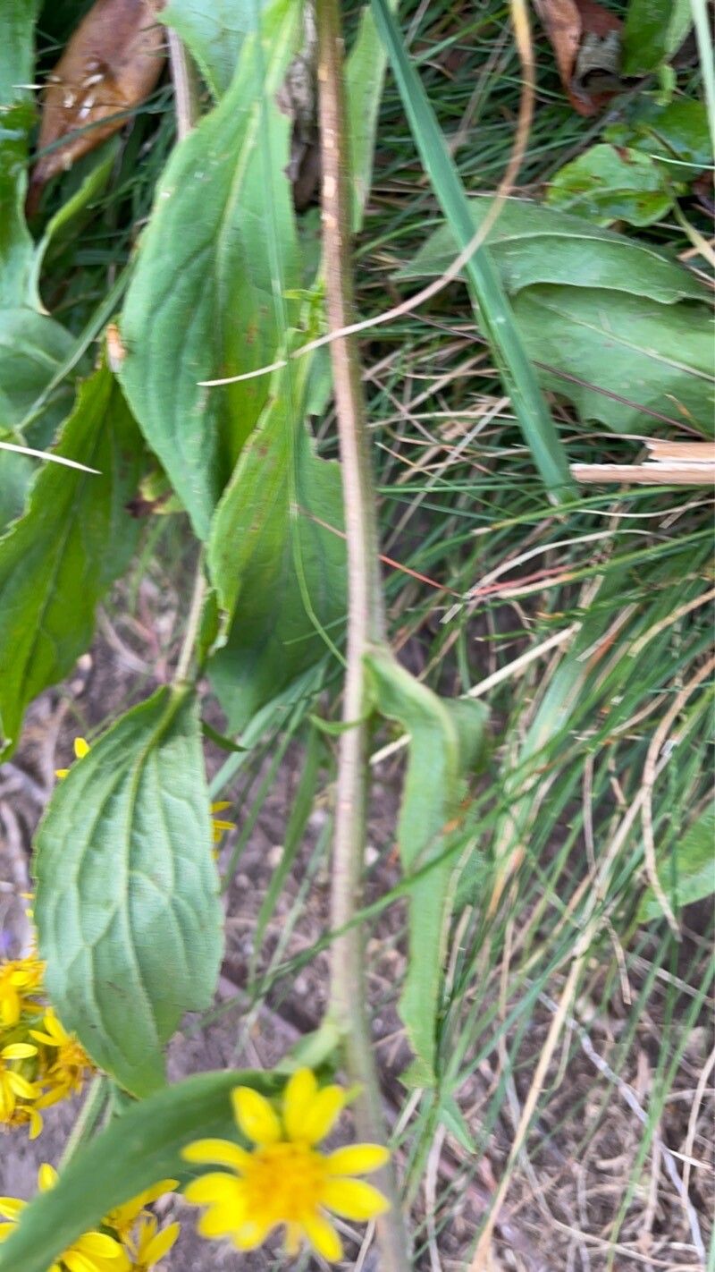 Solidago decurrens bark