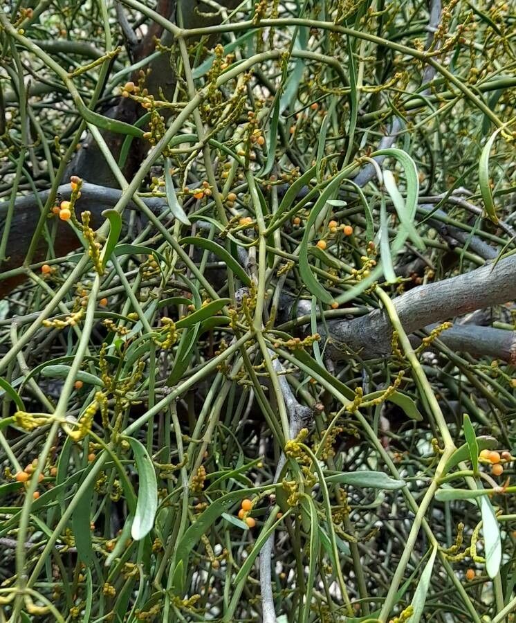 Phoradendron liga fruit