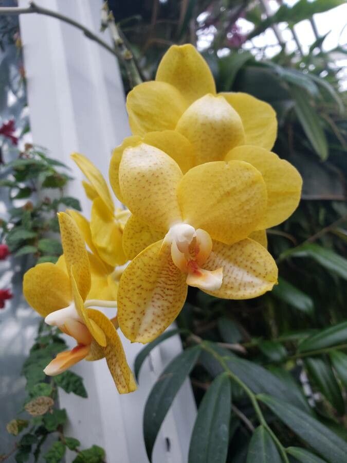 Phalaenopsis amboinensis flower