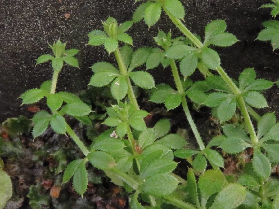 Galium verrucosum leaf