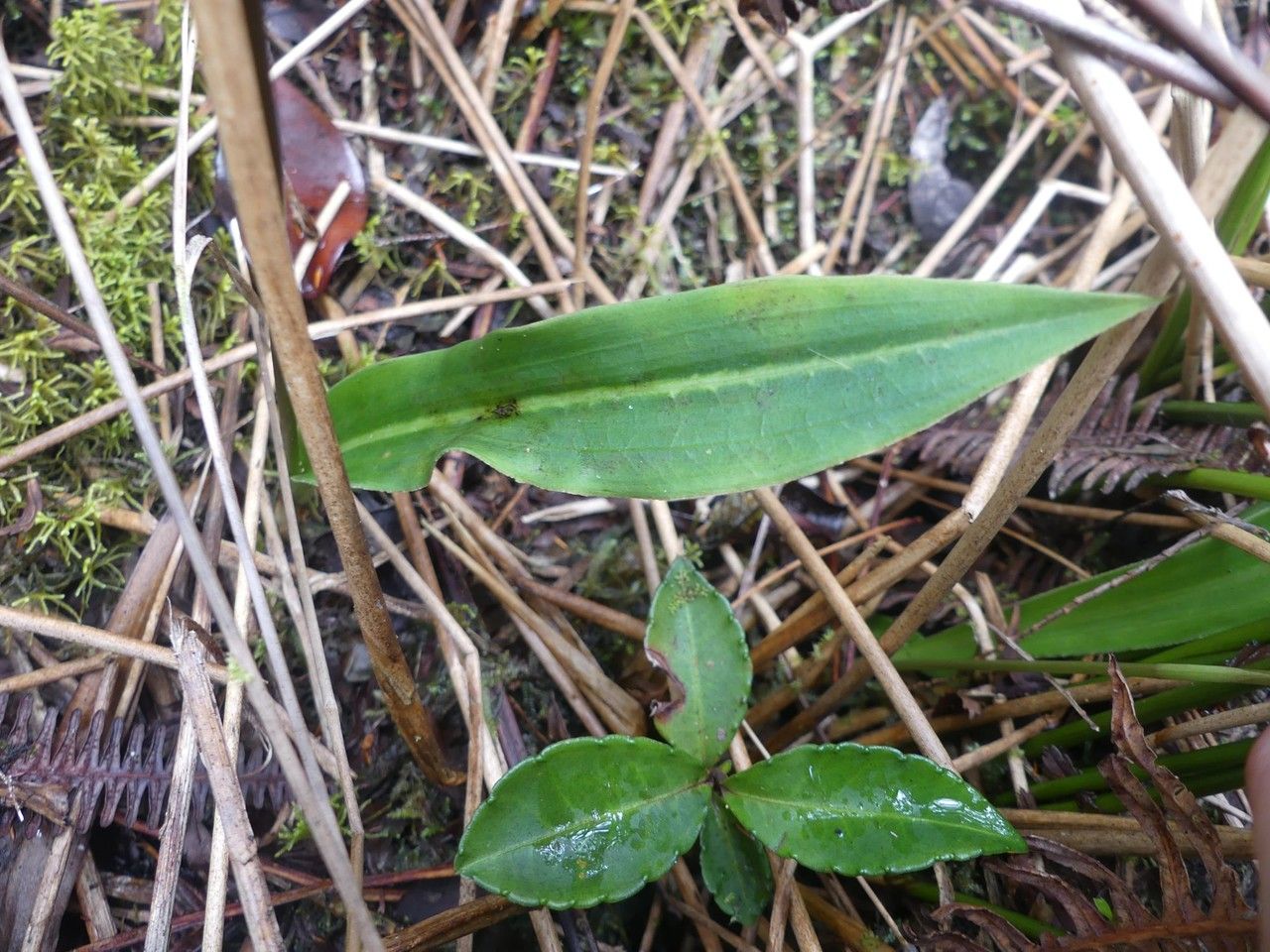 Cynorkis squamosa — houseplant care guide