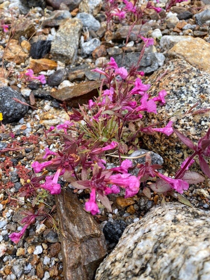Penstemon calcareus — search result for 'Penstemon'