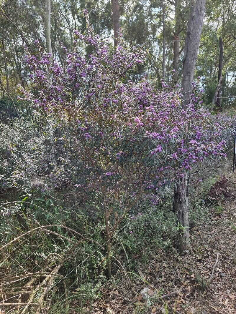 Hovea acutifolia habit