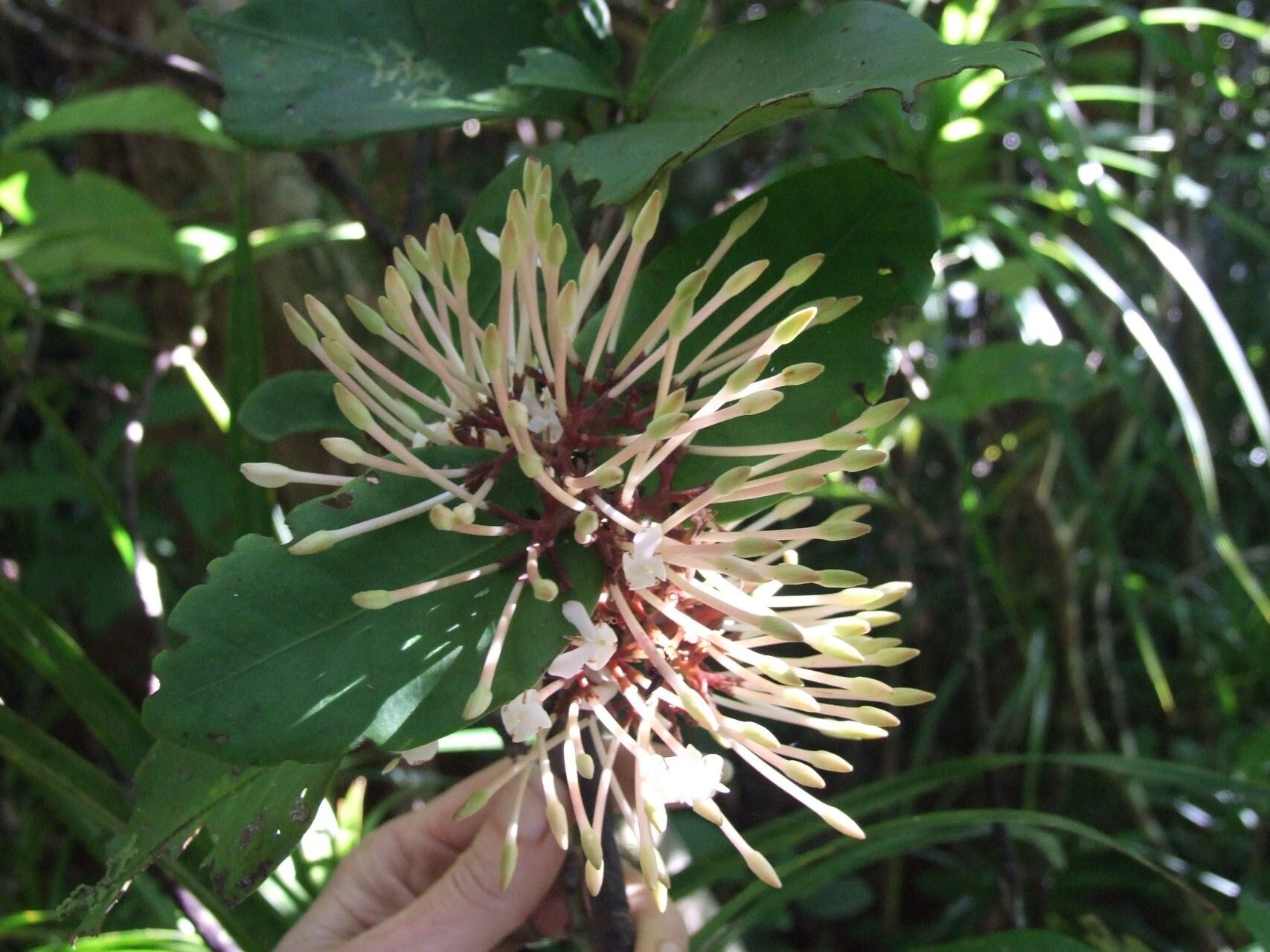 Ixora comptonii flower