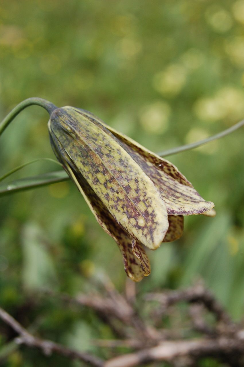 Fritillaria cirrhosa flower
