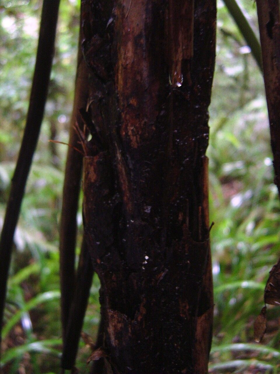 Cyathea glaziovii — houseplant care guide