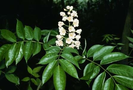 Bretschneidera sinensis — houseplant care guide