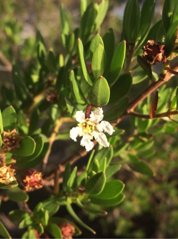Pemphis acidula flower