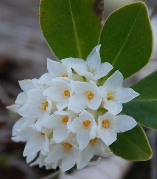 Daphne blagayana flower
