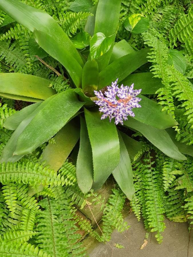 Aechmea fendleri — search result for 'Venezuela'