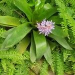 Aechmea fendleri