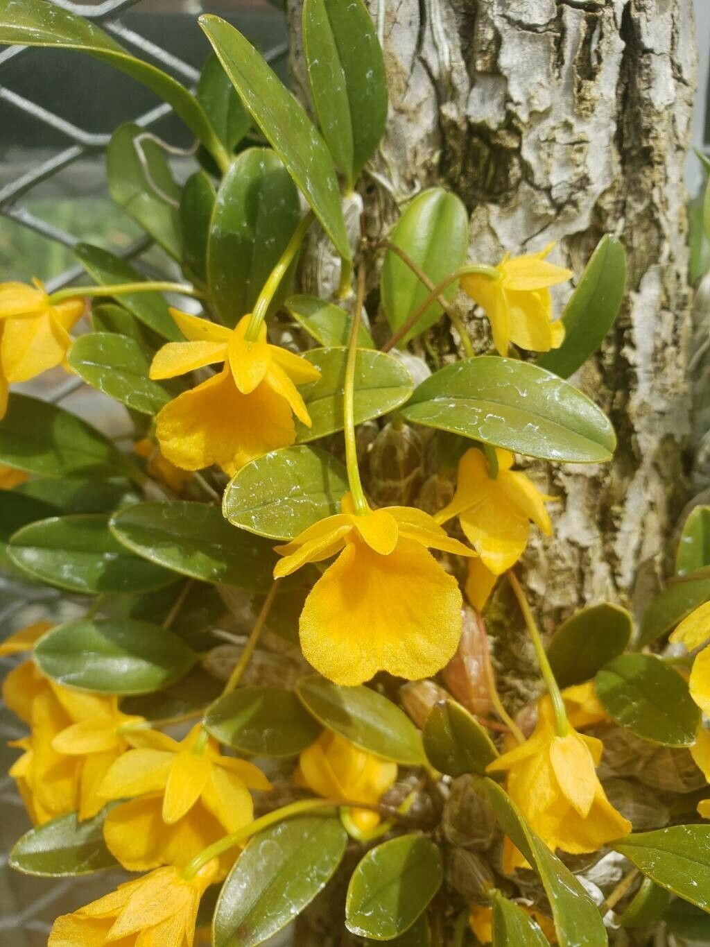 Dendrobium jenkinsii flower