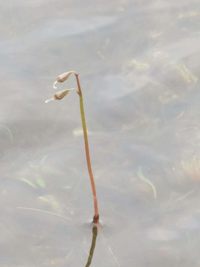 Lobelia dortmanna flower