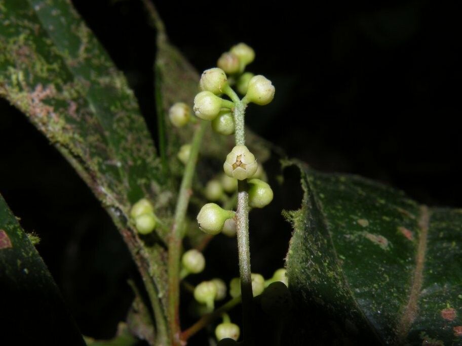 Ocotea bofo — houseplant care guide