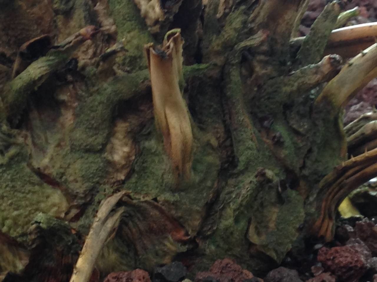 Encephalartos pterogonus bark