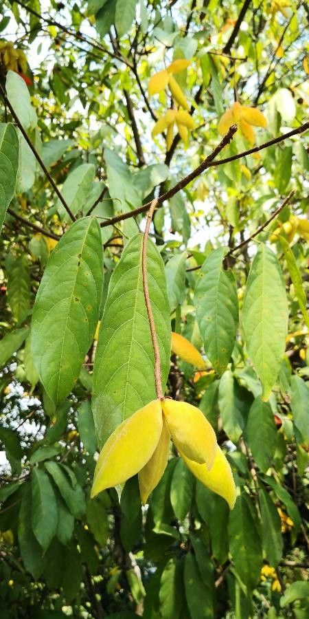 Sterculia monosperma leaf