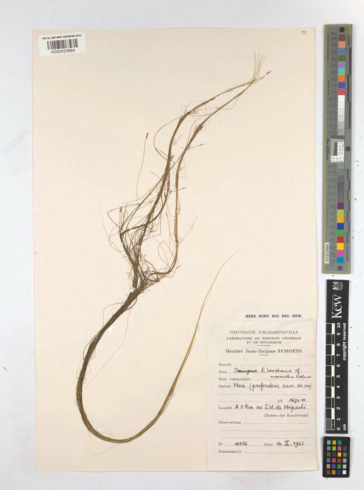 Eleocharis monantha — search result for 'Eleocharis'