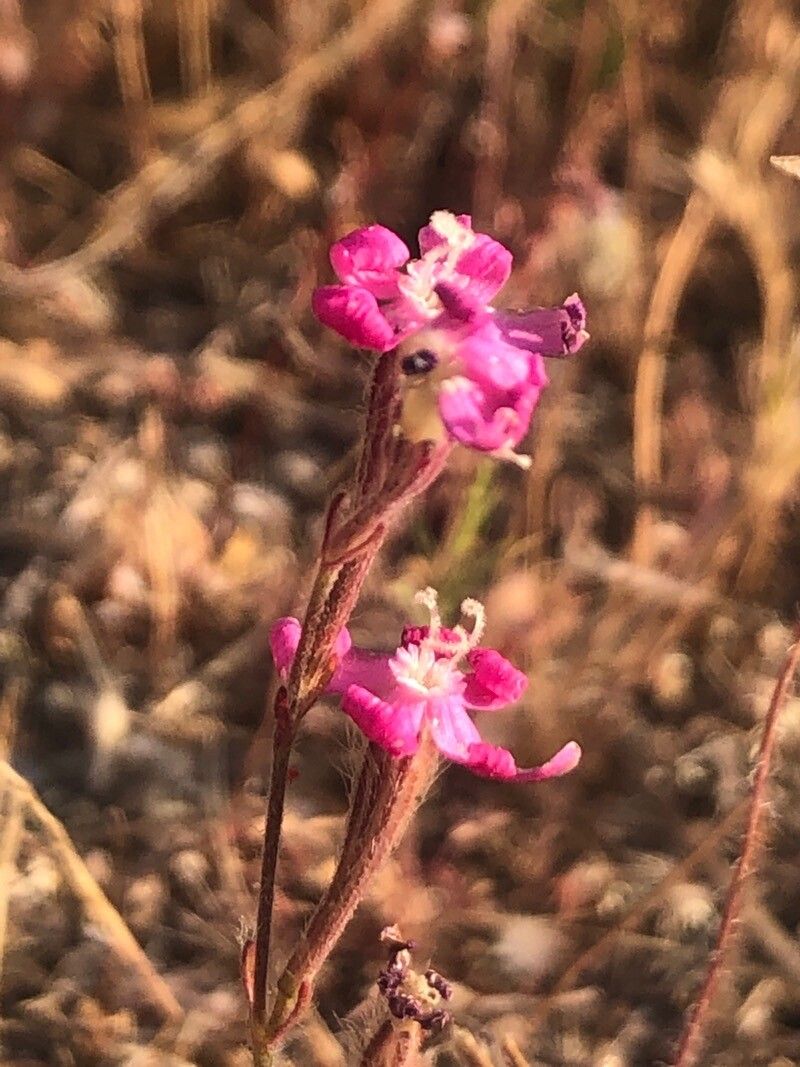 Silene scabriflora flower