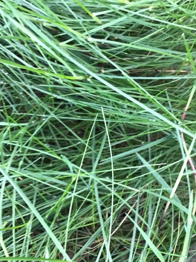 Festuca rubra — search result for 'Festuca'