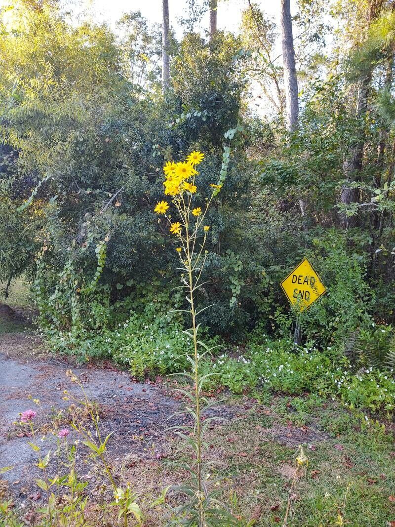 Helianthus angustifolius habit