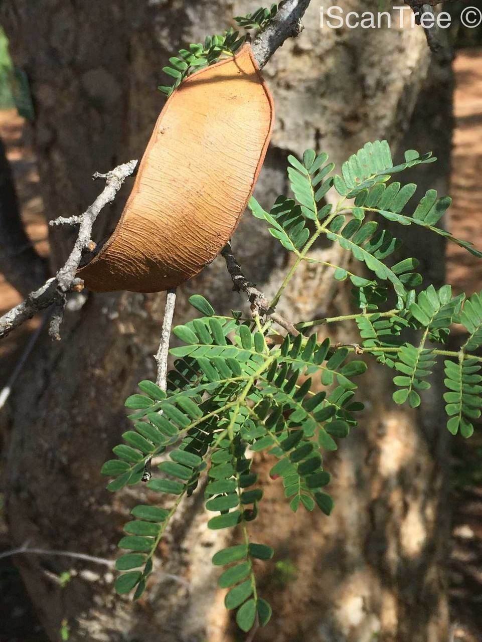 Albizia forbesii fruit