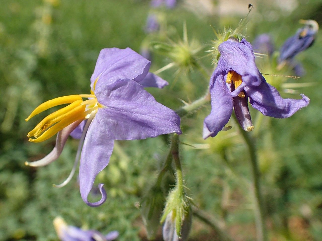 Solanum citrullifolium flower