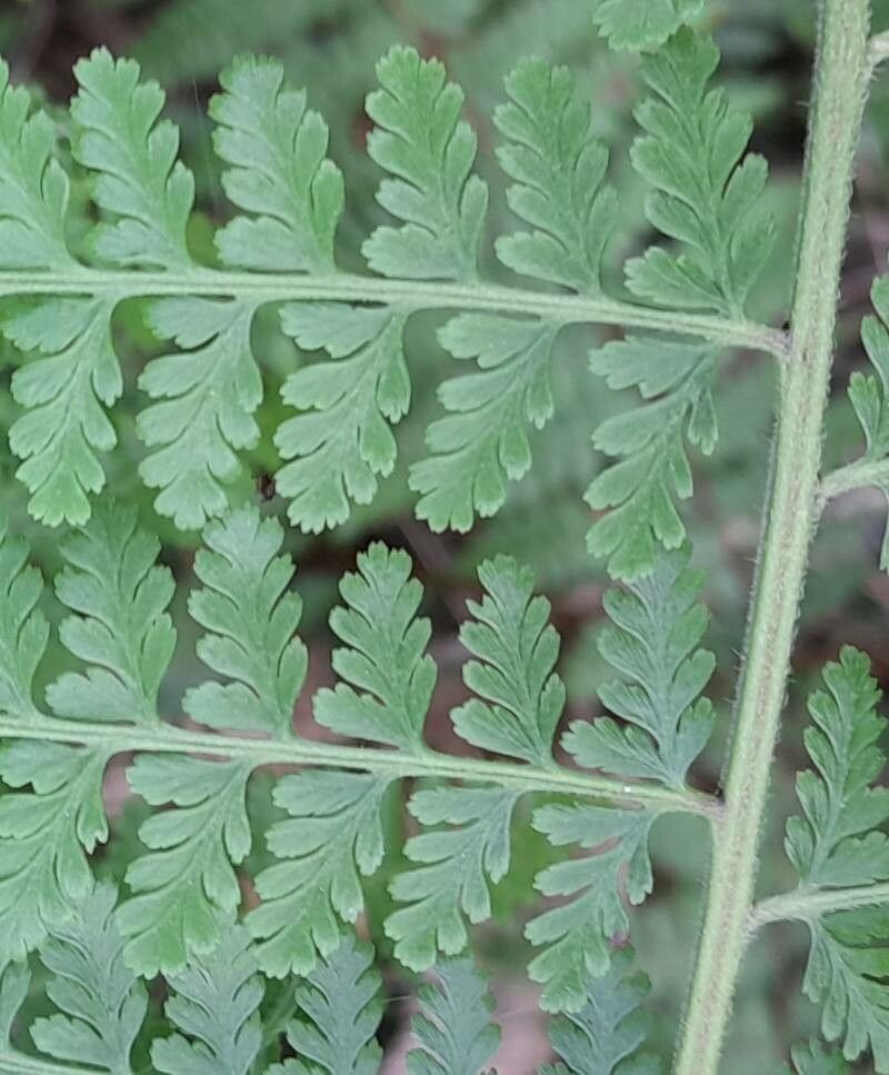 Dennstaedtia cicutaria — related species from the same genus