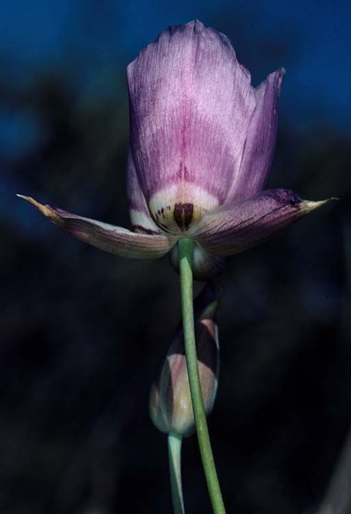 Calochortus greenei — search result for 'Calochortus'