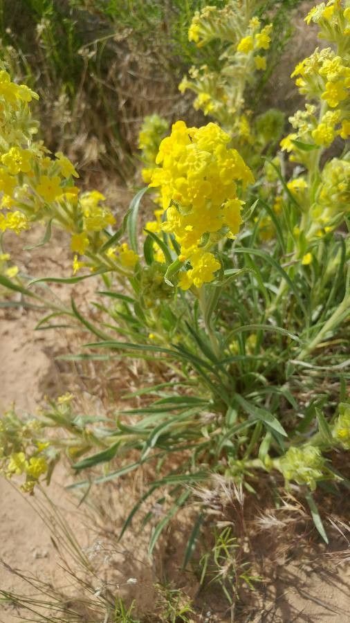 Cryptantha confertiflora flower