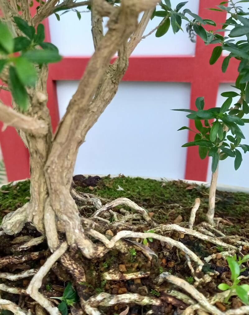 Serissa japonica bark