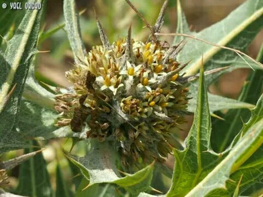 Gundelia tournefortii fruit