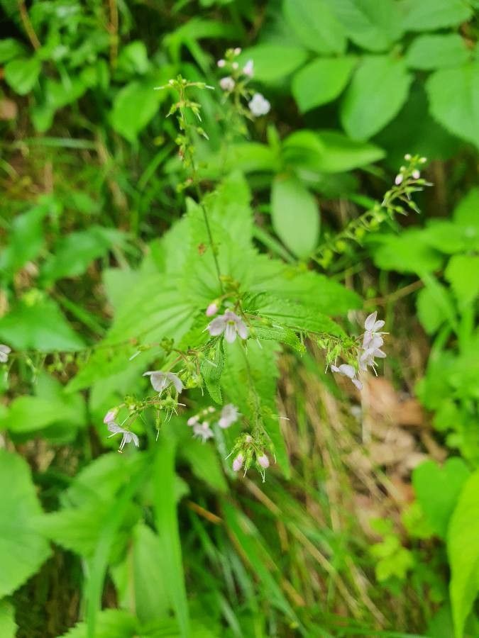 Veronica urticifolia flower